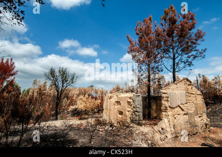 Verbrannten Wald nach einem großen Brand in Portugal Stockfoto