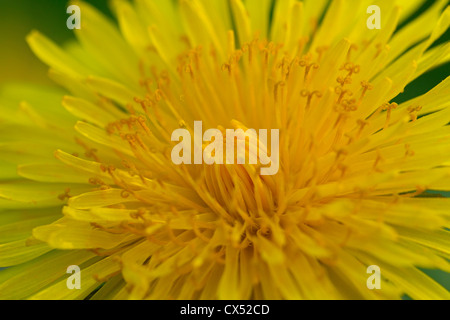 Löwenzahn (Taraxacum Officinale / Taraxacum Sect. Ruderalia) blühende Wiese, Deutschland Stockfoto