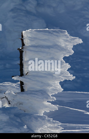 Gefrorenen Schnee bedeckten Fichte nach einem Schneesturm im Winter am Brocken, Blocksberg im Harz National Park, Deutschland Stockfoto