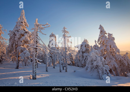 Gefrorenen Schnee bedeckte Fichten im Winter am Brocken, Blocksberg im Harz National Park, Deutschland Stockfoto