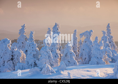 Gefrorenen Schnee bedeckte Fichten im Winter am Brocken, Blocksberg im Harz National Park, Deutschland Stockfoto