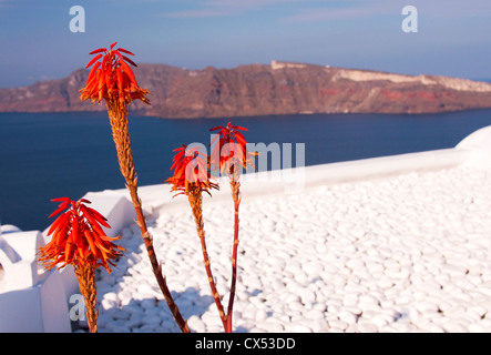 Rote heiße Poker, eine Art Blume, mit Thirasia Insel im Hintergrund, Oia, Santorini, Griechenland Stockfoto