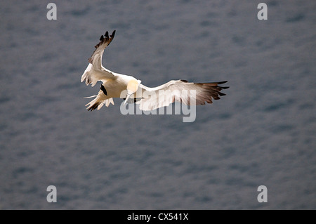 Basstölpel (Morus Bassanus) Hermaness National Nature Reserve Unst Shetland Schottland UK Nordeuropa Stockfoto