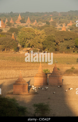 Blick bei Sonnenuntergang vom Pagode Shwe Hsan Daw (Shwesandaw), Bagan, Myanmar (Burma) Stockfoto