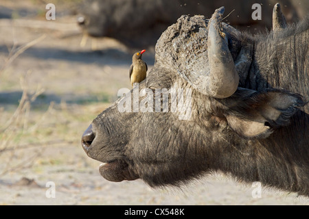 Nahaufnahme einer männlichen Kaffernbüffel (Buphagus Erythorhynchus) und rot-billed Ochse Schwanz (Syncerus Caffer), Savuti, Botswana Stockfoto