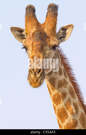 Neugierigen männlichen Giraffe (Giraffa Plancius), Madikwe, Südafrika Stockfoto