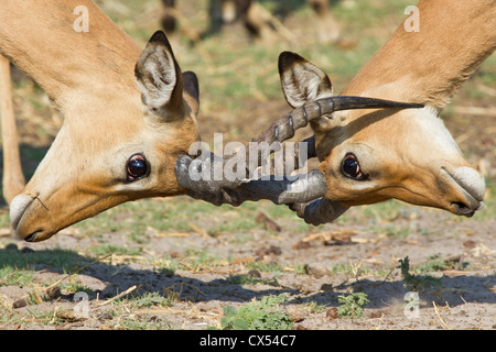 Nahaufnahme von zwei männlichen Impala (Aepyceros Melampus) kämpfen, Chobe, Botswana Stockfoto