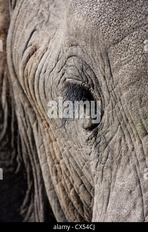 Extreme Nahaufnahme eines alten männlichen afrikanischen Elefanten (Loxodonta Africana), Moremi, Botswana Stockfoto