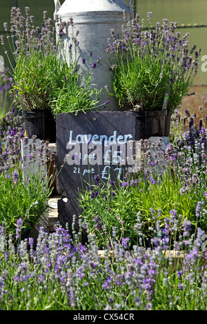 Lavendel (Lavandula) Pflanzen zum Verkauf an der Somerset Lavender Farm, Faulkland, Somerset, UK. Stockfoto