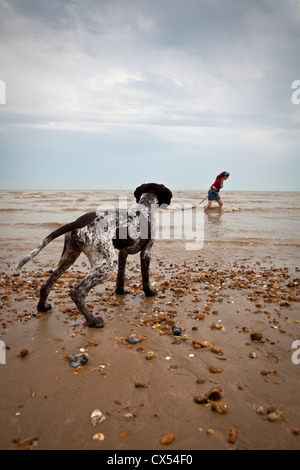 Deutsch Kurzhaar-Pointer Hund spazieren Strand entlang. Stockfoto