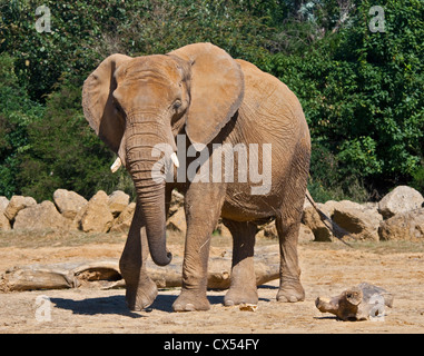 Afrikanischer Elefant (Loxodonta Africana) Stockfoto