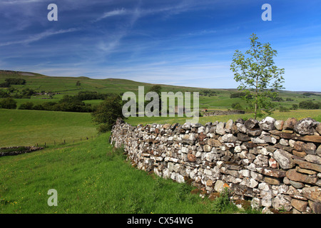 Blick über Blumen Wiese, Raydale, Yorkshire Dales National Park, England, Vereinigtes Königreich Stockfoto