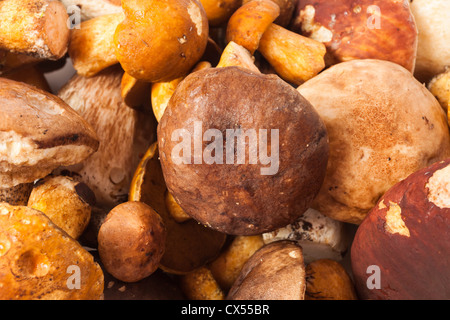 Drei Ceps isoliert auf weißem Hintergrund Stockfoto