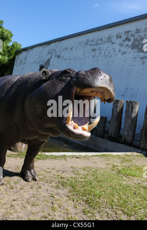 Nilpferd mit riesigen Kiefer und Zähne in zoo Stockfoto