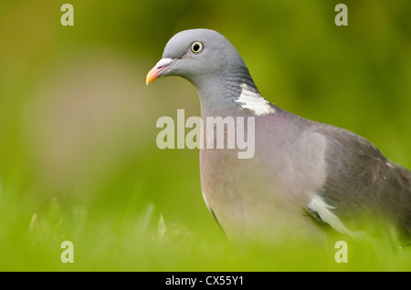 Ringeltaube (Columba Palumbus), Erwachsene, Äbte Leigh, North Somerset, Vereinigtes Königreich Stockfoto