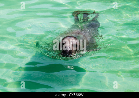 Niedlichen Seelöwen im Wasser Stockfoto