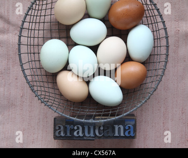 Pastell und braunen Eiern in einen Drahtkorb mit dem Wort Araucana in Alteisen-Typ Stockfoto