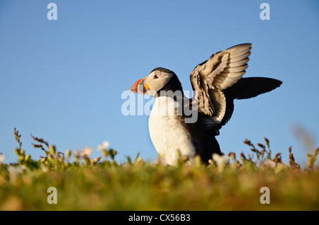 Papageitaucher (Fratercula Arctica) Erwachsenen stretching Flügel gegen blauen Himmel, Skomer Island, Pembrokeshire, Vereinigtes Königreich Stockfoto
