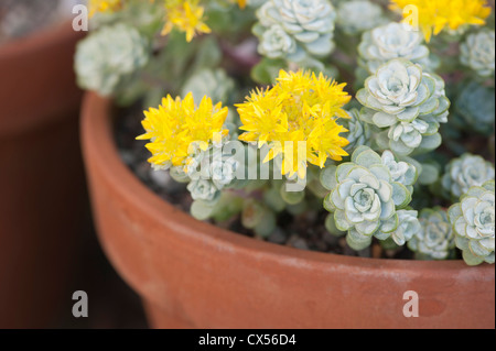 Sedum Spathulifolium 'Cappa Blanca' oder 'Cape Blanco', Spoon-Leaved Fetthenne Stockfoto