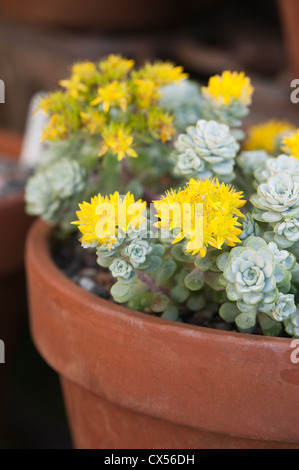 Sedum Spathulifolium 'Cappa Blanca' oder 'Cape Blanco', Spoon-Leaved Fetthenne Stockfoto