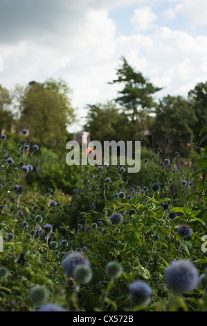 Echinops Ritro, Globus Distel, Painsiwck Rokoko Garten, Gloucestershire, England, Vereinigtes Königreich Stockfoto