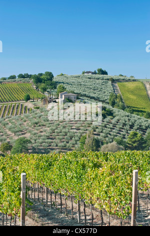Europa, Italien, Umbrien, in der Nähe von Montefalco, Weinberge und Olive Groves Stockfoto