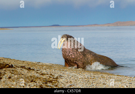 Ringertz Oya Island, Spitzbergen, Norwegen, männliche Walross schleppen Sie auf Kiesbank Stockfoto