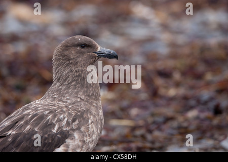 Braune Skua (Stercorarius Antarcticus Lonnbergi), subantarktischen Unterart, ruht in der Nähe von Salisbury Plain auf South Georgia Island. Stockfoto