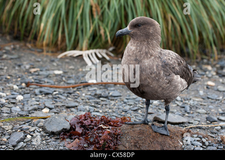 Braune Skua (Stercorarius Antarcticus Lonnbergi), subantarktischen Unterart, ruht in der Nähe von Salisbury Plain auf South Georgia Island. Stockfoto