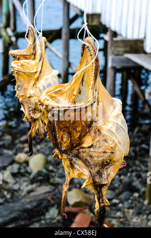 Norwegen, Lofoten. Hamnøy ist ein kleines Fischerdorf in Moskenes, getrockneten Fisch. Stockfoto
