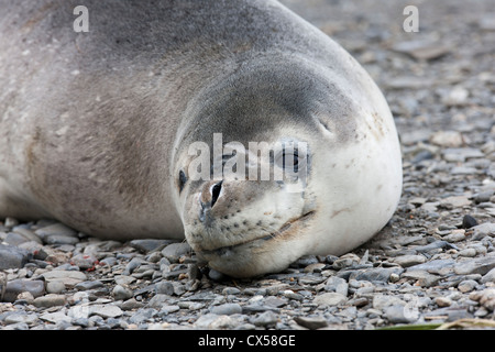 Seeleopard (Hydrurga Leptonyx) ruht auf einem Strand in der Nähe von Salisbury Plain auf South Georgia Island. Stockfoto