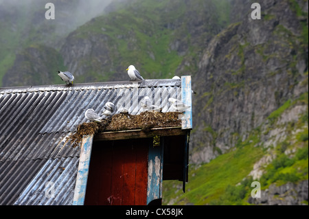 Norwegen, Lofoten. Å auf den Lofoten. Stockfoto