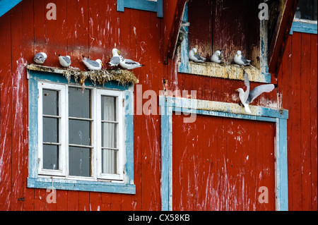 Norwegen, Lofoten. Å auf den Lofoten. Stockfoto