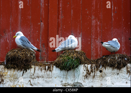 Norwegen, Lofoten. Å auf den Lofoten. Stockfoto