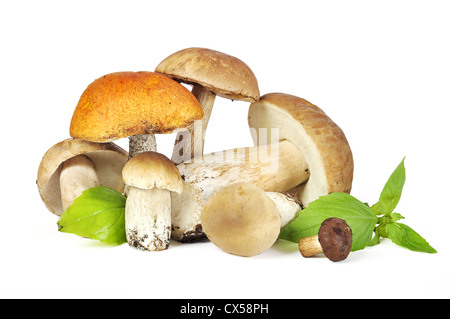 Einige Steinpilze isolierten auf weißen Hintergrund. Clipping-Pfad enthalten. Stockfoto