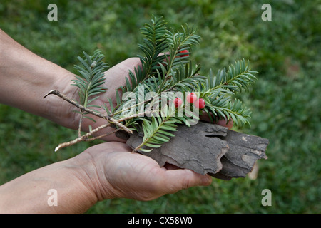 In den Händen einer Frau Zweige, Früchte, Samen, Blätter und Rinde des Baumes Taxus baccata Stockfoto