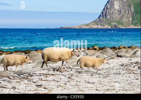 Norwegen, Nordland, Lofoten. Uttakleiv auf Vestvågøy Stockfoto