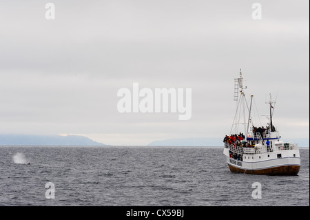 Norwegen, Vesteraalen. Walsafari von Stø auf den Vesterålen, im Bereich der Bleik Canyon außerhalb der Insel Andøya. Stockfoto