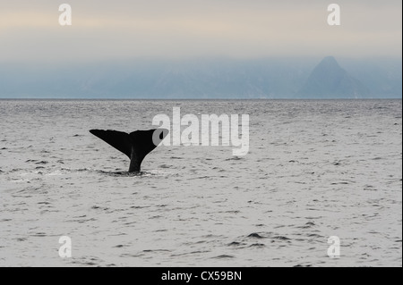 Norwegen, Vesteraalen. Walsafari von Stø auf den Vesterålen, im Bereich der Bleik Canyon außerhalb der Insel Andøya. Pottwal. Stockfoto