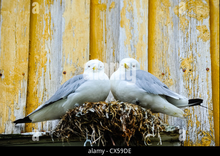 Nykvåg ist ein kleines Dorf in Bø auf den Vesterålen. Nykvåg ist bekannt für seine reiche Vogelwelt. Schwarz-legged Dreizehenmöwen nisten. Stockfoto
