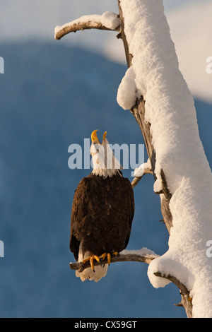USA, Alaska Chilkat Bald Eagle Preserve. Weißkopf-Seeadler thront auf Zweig. Stockfoto