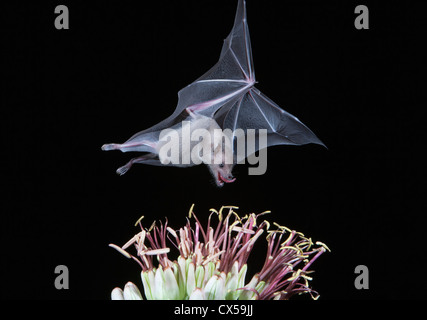 Tucson, Arizona, USA, Leafnosed Flughund über Agave Blüte Stockfoto