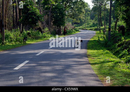 Wandernde Tiere und Stämme durch die einsamen Straßen in Wayanad tropische Waldgebiet in Kerala, Indien Stockfoto