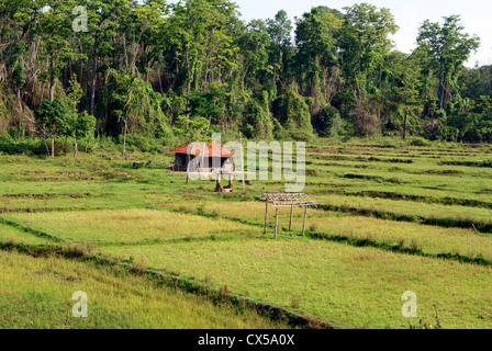 Kleine Hütte Tribal Bauern mitten im Reisfeld Paddy Häuser. Szene aus Wayanad Wald Dorf in Kerala Indien Stockfoto