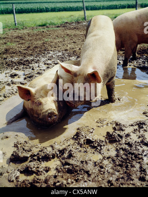 Entitled Sauen im Schlamm Stockfoto