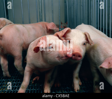 3 Woche alt Entitled feeder Schweine im neuen Kindergarten Stockfoto