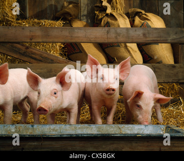 30-35 lb, 6 Woche alt feeder Schweine/Pennsylvania Stockfoto