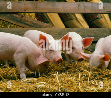 30-35 lb, 6 Woche alt feeder Schweine/Pennsylvania Stockfoto