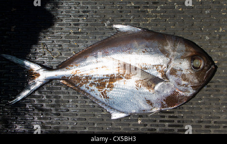 Kommerziell gefangen Seefisch: Rays Brassen (Brama Brama) Stockfoto