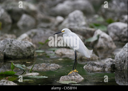 Snowy Reiher thront auf einem Felsen am Rand des Wassers am Fluss Haines Creek Lake County Leesburg, Florida USA Stockfoto